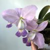 C. walkeriana var. coerulea 'Terra